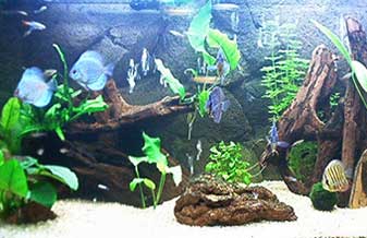 Aqua-Zoo Pet Shop - Foto 1