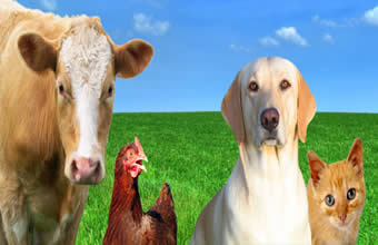 Lojão Rural – Comercial de Produtos Agropecuários - Foto 1