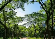 Sergipe é o estado com menos árvores em vias públicas