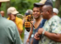 pessoas atacadas por abelhas em Aracaju
