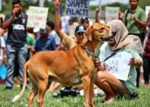 Justiça pelos Animais Comunitários