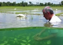 Embrapa eventos agro aquicultura
