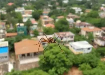 Aedes aegypti em Aracaju