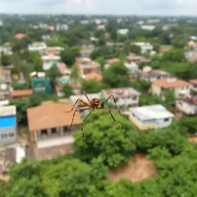 Aedes aegypti em Aracaju