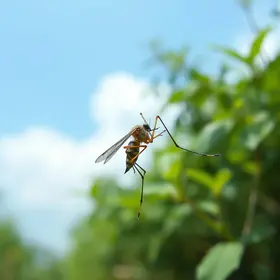 queda na infestação do Aedes aegypti